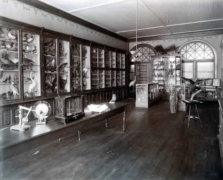 Small museum room containing many taxidermy birds.