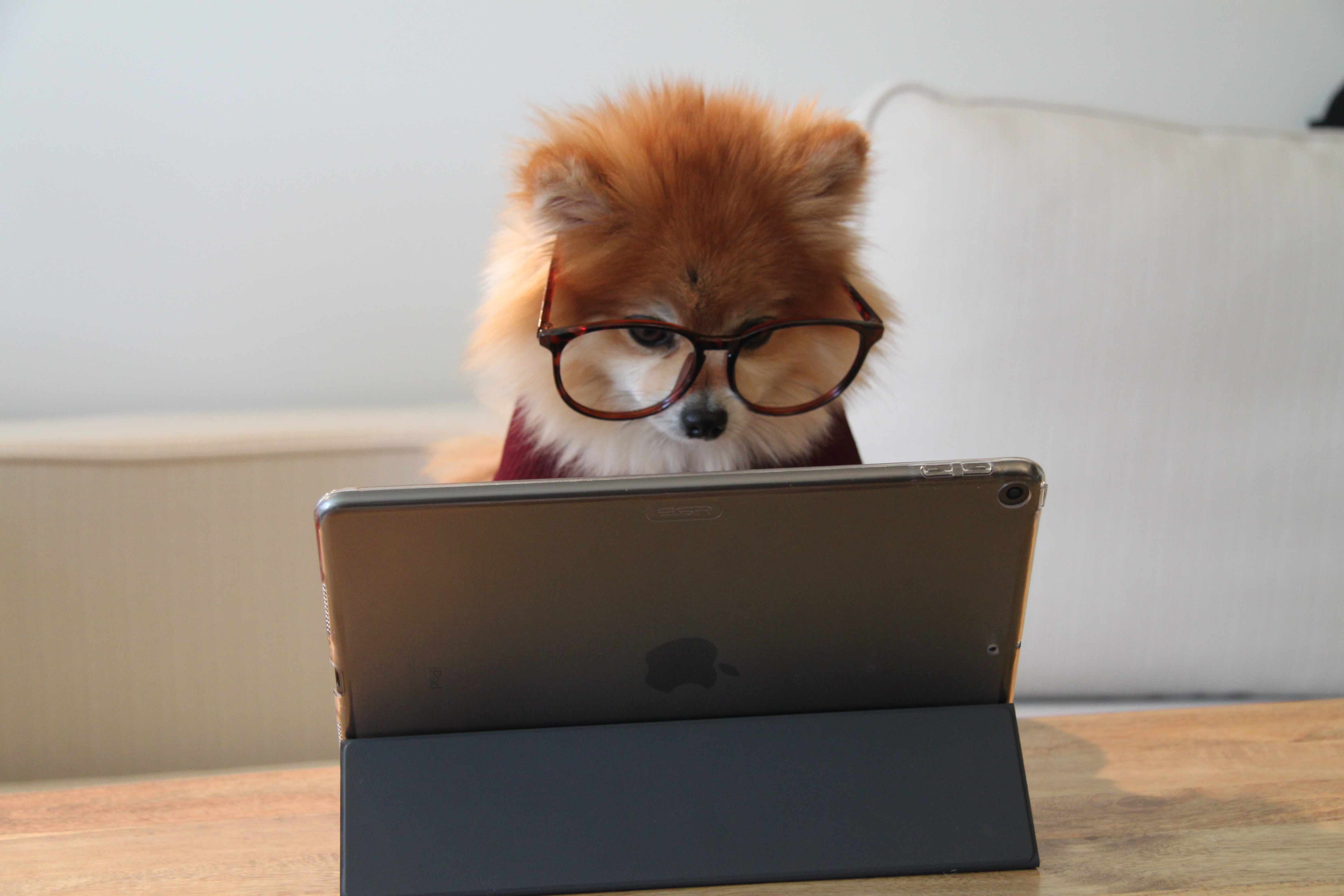 Pomeranian dog wearing glasses while looking at an iPad.