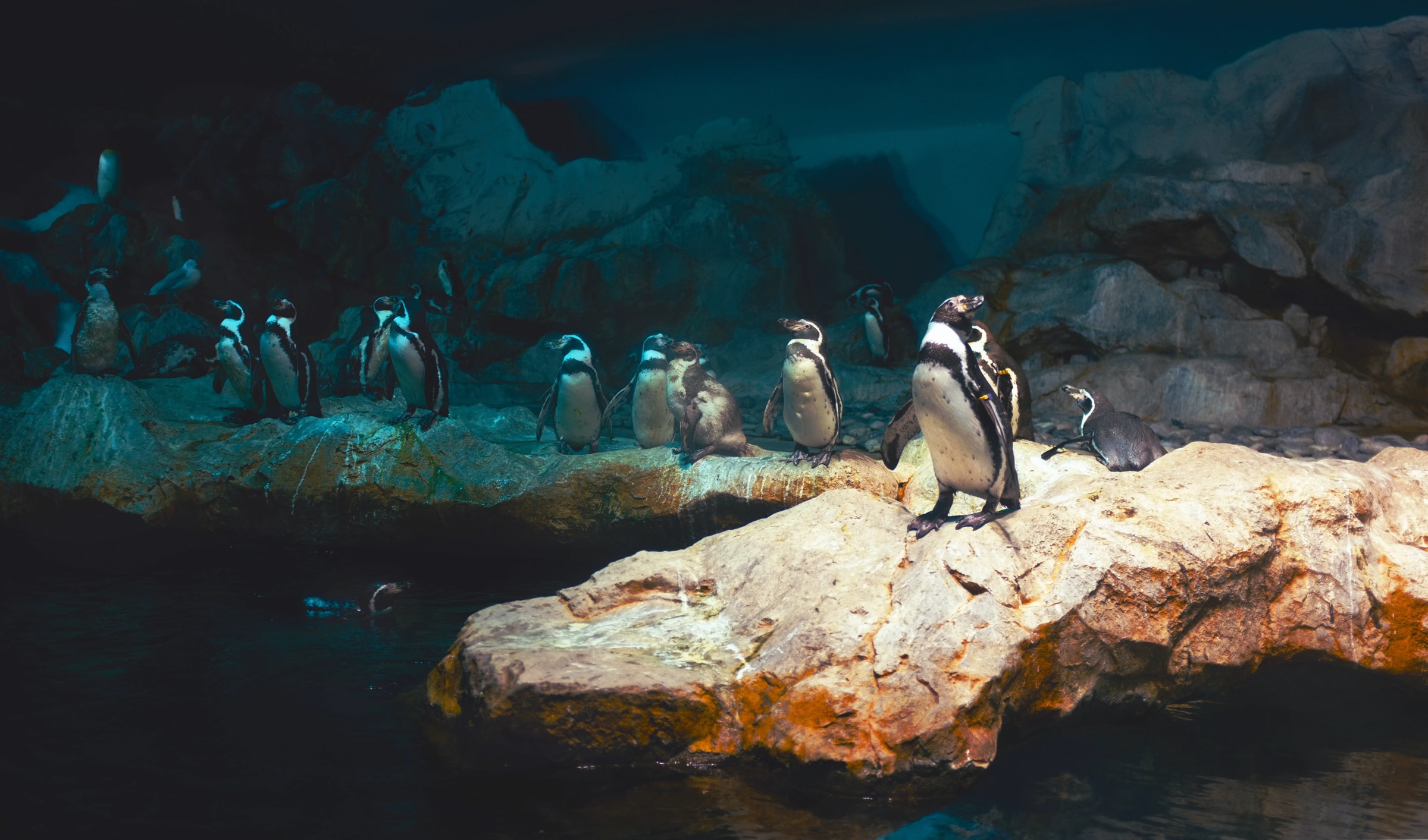 Many penguins standing on a rock in a mostly dark space.