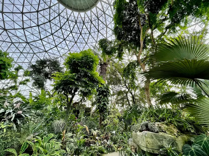 The lush tropical trees and plants of the Tropical Dome.