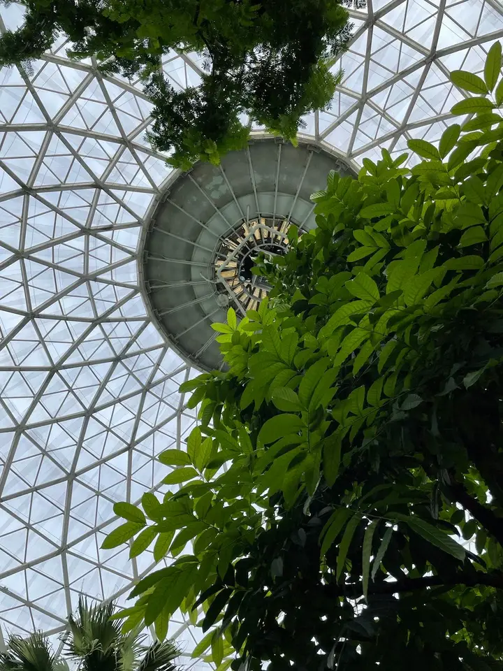 A view upwards towards to top of the dome with treetops visible.