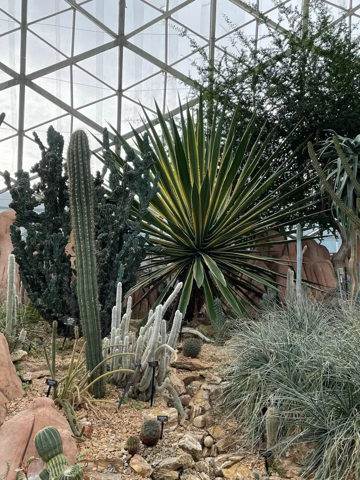 A spiky desert plant.