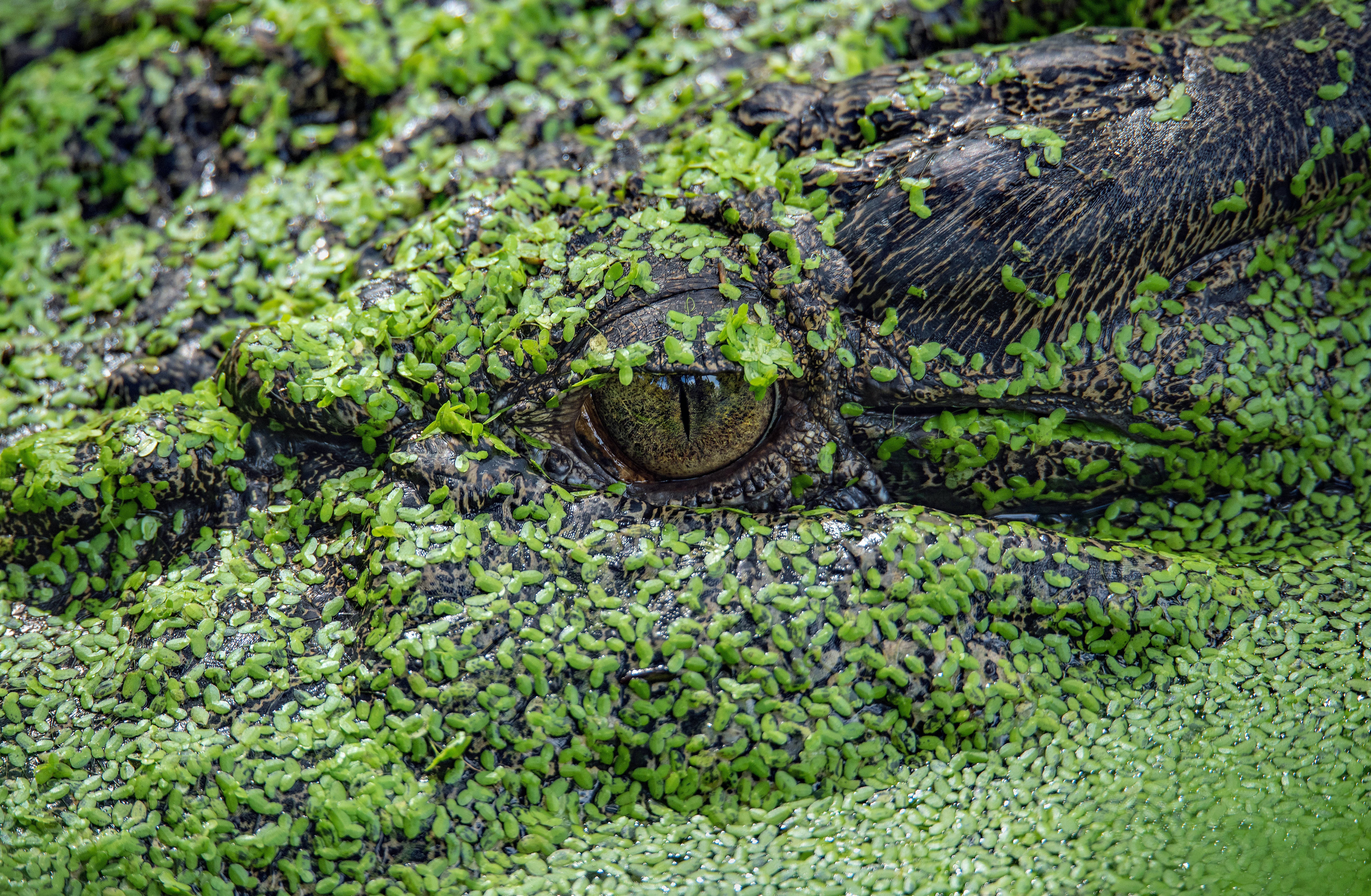 The head of this crocodile in a pond just looks like a log or rock covered in duckweed until you spot the eye looking at you.