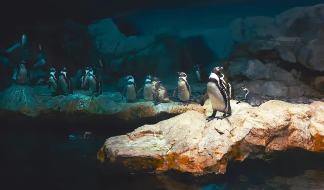 Many penguins standing on a rock in a mostly dark space.