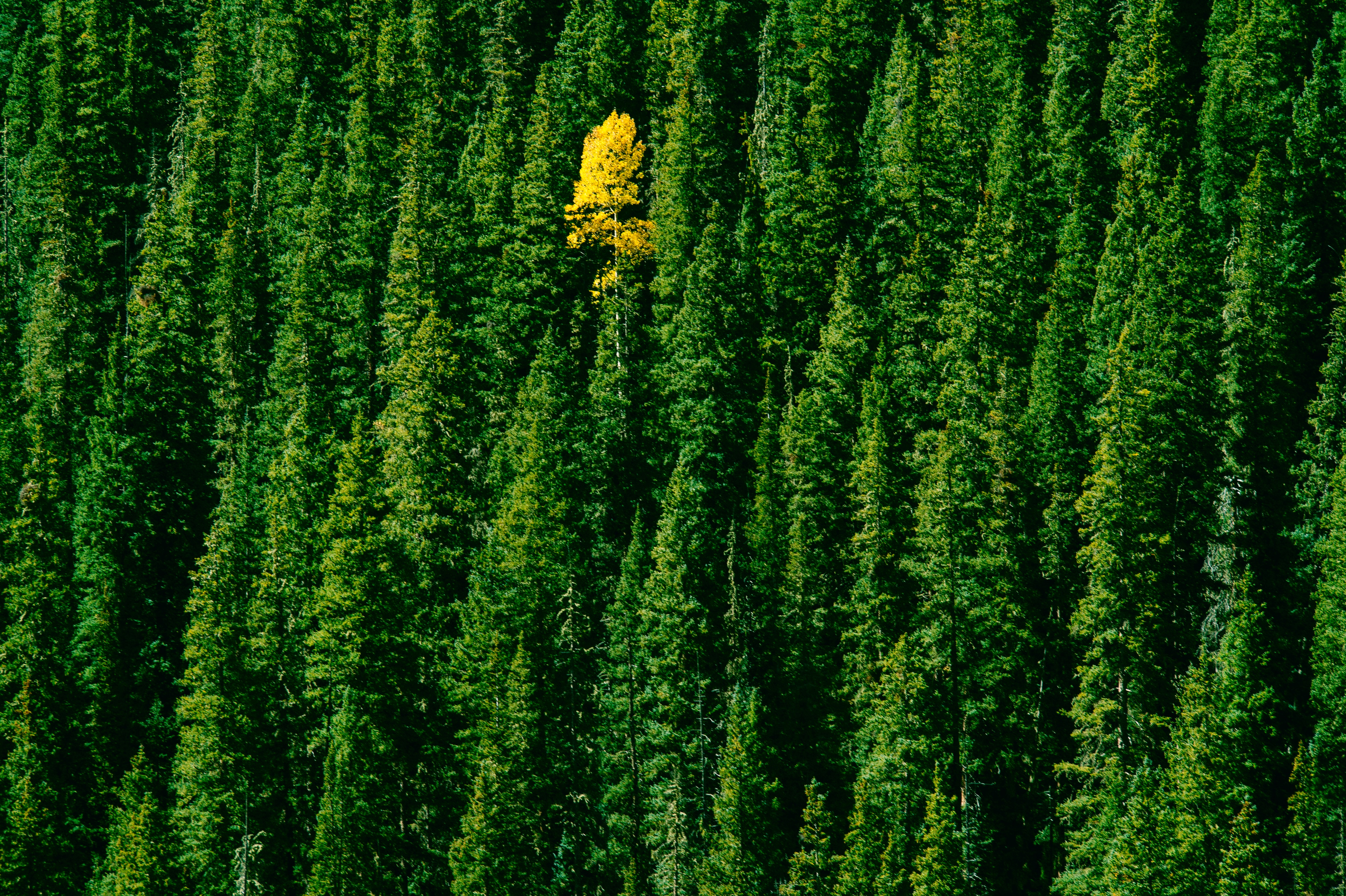 A single Aspen tree stands brilliant against a sea of green.